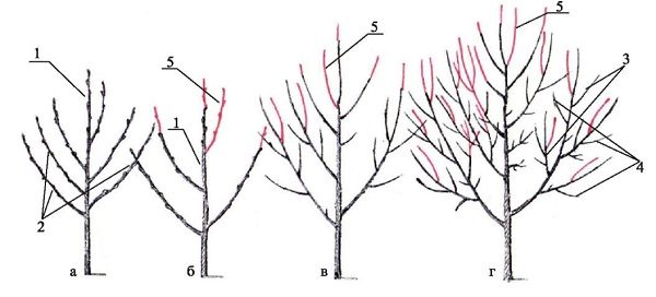  Birnenschnitt-Schema