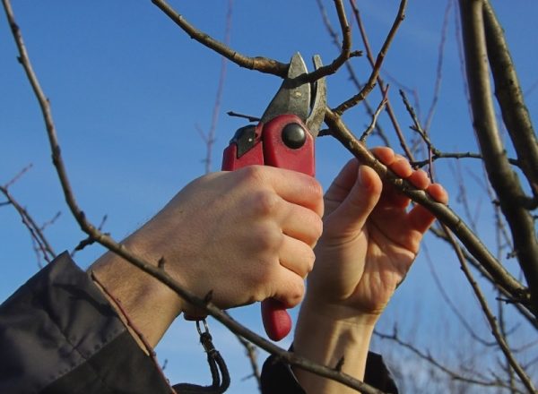  Schéma et caractéristiques de la taille d'un poirier au printemps, automne, hiver et été