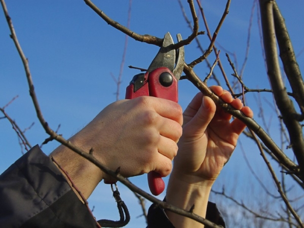  Schéma et caractéristiques de la taille d'un poirier au printemps, automne, hiver et été