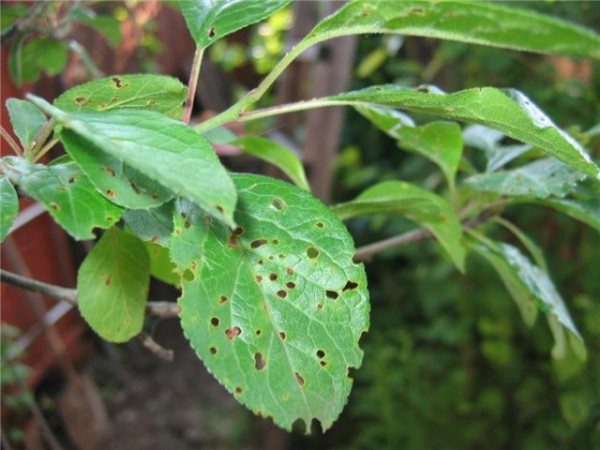  Klesterospirose Prunes