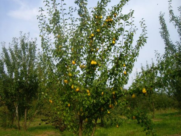  Fruchtbirnenbaum Lada