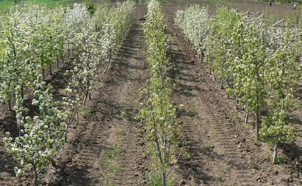  Cultiver des plants de poires en pépinière