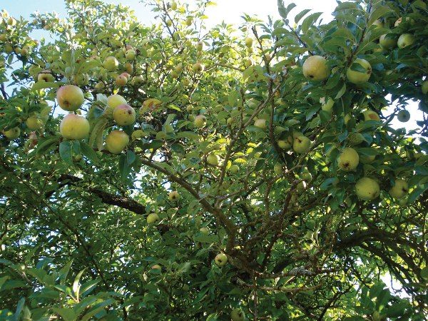  Une récolte abondante conduit à l'affaissement des branches