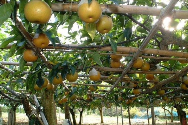  Chinesische Birne enthält viele Mineralien, Vitamine, Wasser und Ballaststoffe