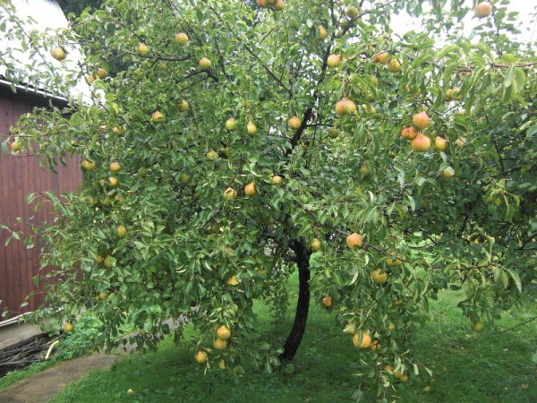  Birnensorten zur Erinnerung an Yakovlev low, samoplodnoe, schnell wachsend