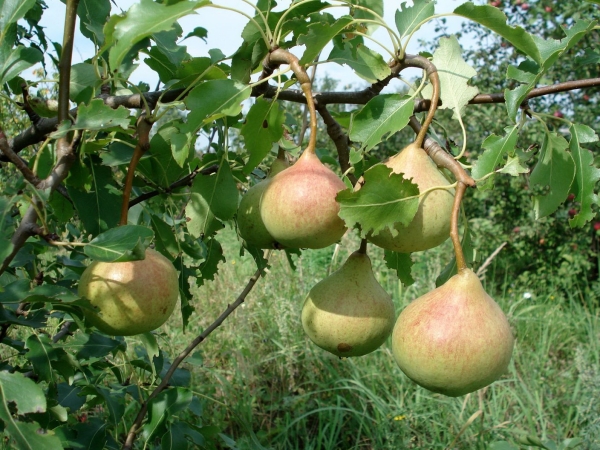  Die Früchte der Birne Zur Erinnerung an Jakowlews Reifung Ende August ist der Stiel lang, das Fleisch süß, ohne Herbheit