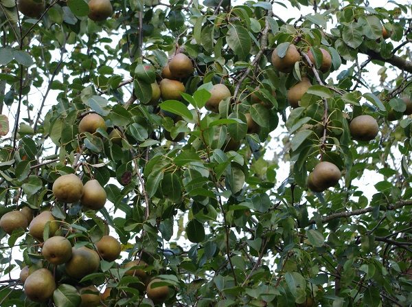  Baum Nur Maria mit einem durchschnittlichen Ertrag