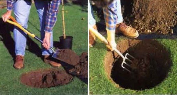  Préparation d'une fosse pour la plantation d'un pommier