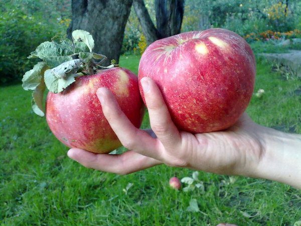  Große Früchte von Äpfeln der Klasse Aport