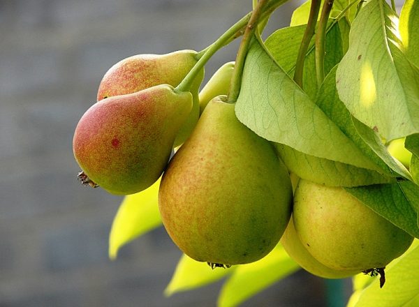  Beschreibende Merkmale der Birnensorte Northerner, Pflanzbedingungen und Pflege