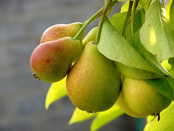  Caractéristiques descriptives de la variété poire du Nord, conditions de plantation et d'entretien