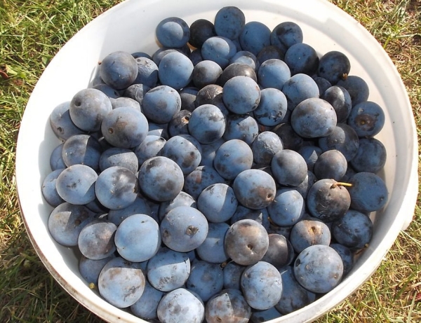  Dornenfrüchte sind sehr gesund und enthalten viele Vitamine und Mikroelemente.