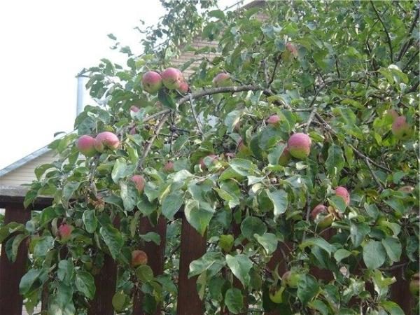  Apfel Borovinka hoch und wächst auf 4,5 m