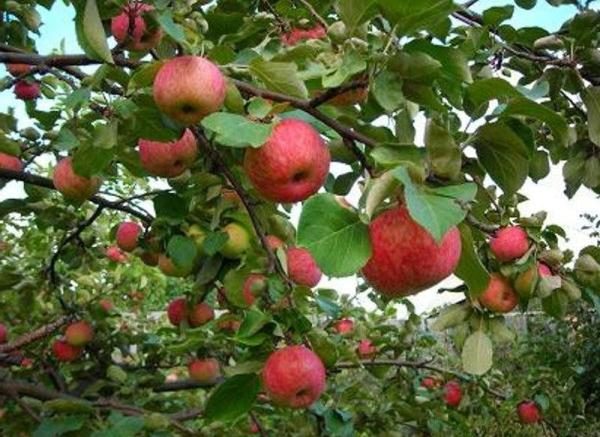  3 Jahre alter Apfelbaum