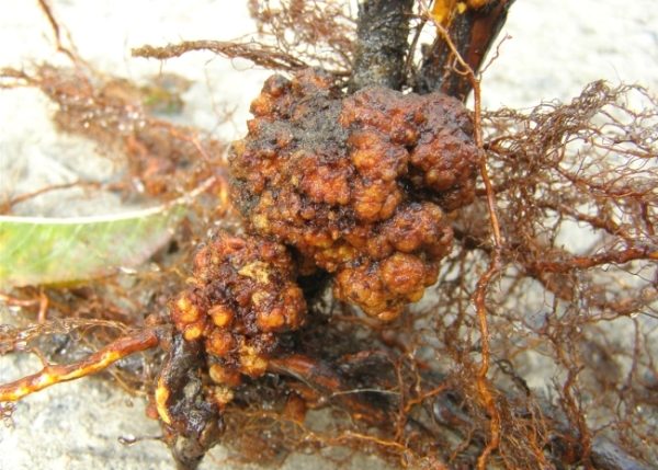  Cancer des racines sur un plant de pomme