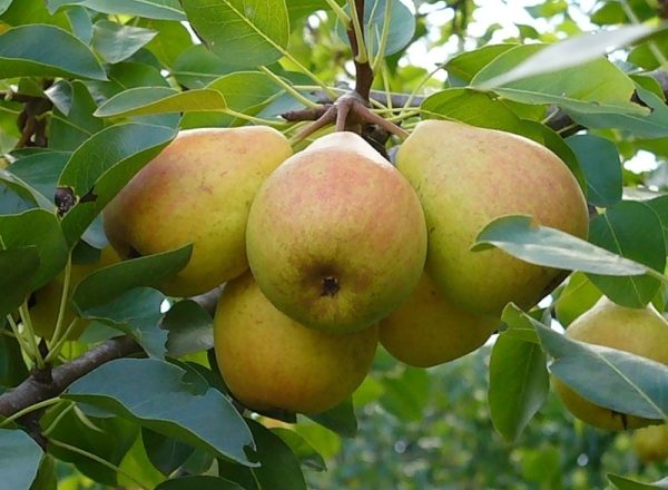  Sorte Birnen Favorit Klappa: Beschreibung der Sorte, Bewertungen der Gärtner