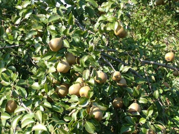  Poire biélorusse tardive