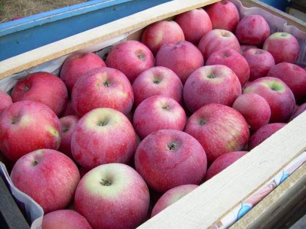  Äpfel sollten in Holzkisten an einem kühlen Ort gelagert werden.