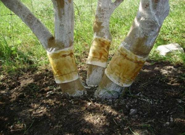  Ceinture de capture pour la teigne des pommes