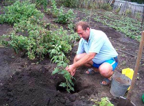  Himbeeren können in Gruben oder Gräben gepflanzt werden.