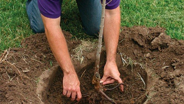  La surface requise pour le développement d'un poirier - 4x4 m