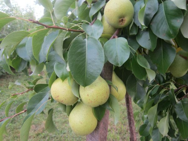  Der Baum mit den Früchten der Birne Ritter