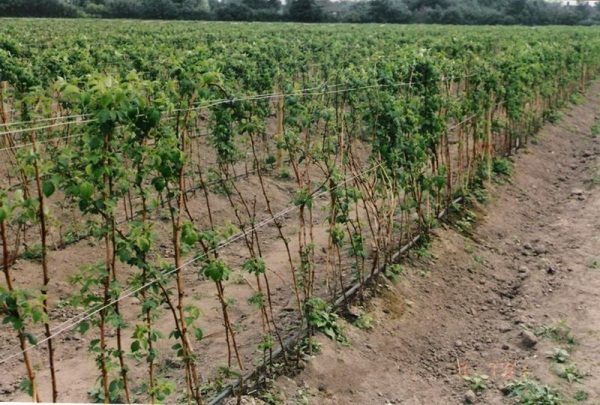  Il est recommandé d’attacher les framboisiers pour éviter de se pencher