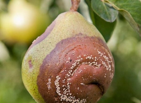  Pourquoi les poires pourrissent sur un arbre: trouvez la cause et éliminez-la