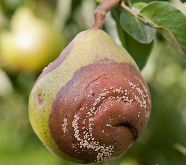  Warum Birnen an einem Baum verrotten: Die Ursache herausfinden und beseitigen