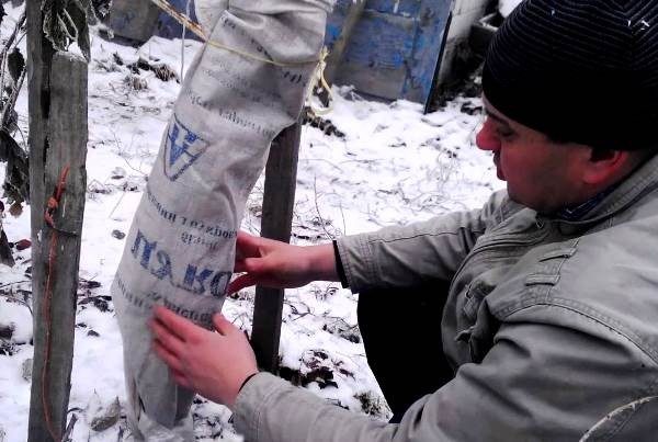  L'emballage du poirier sauvera l'arbre des gelées d'hiver