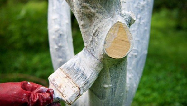  Les arbres doivent être blanchis au printemps et à l'automne