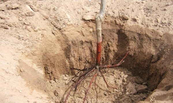  Lors de la plantation de jeunes plants Golden, il est recommandé de respecter les règles.