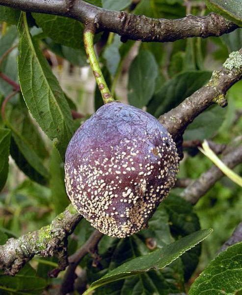  Pourriture des fruits sur la prune