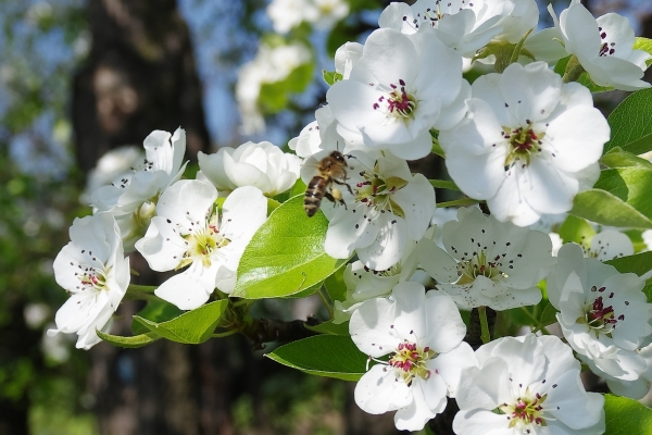  Damit die Birne blühen und Früchte tragen kann, muss sie den Boden wässern, lockern und düngen.