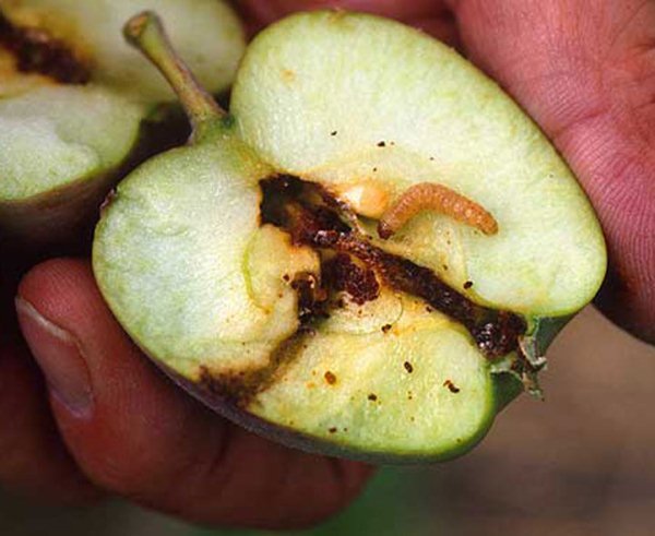  Pomme Vermeuse