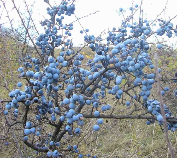  Die Dornen werden Ende Oktober geerntet, um Infusionen und Abkochungen zu machen.