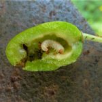  Plum Saw Caterpillar