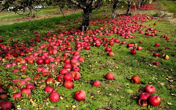  Causes de la chute des pommes