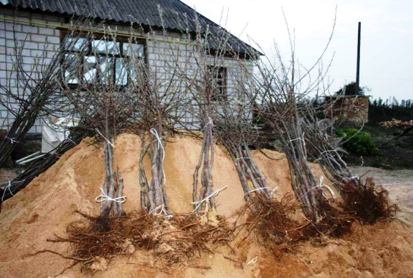  Eile nicht, einen Apfelbaum mit einem offenen Wurzelsystem vor der Pflanzzeit zu kaufen