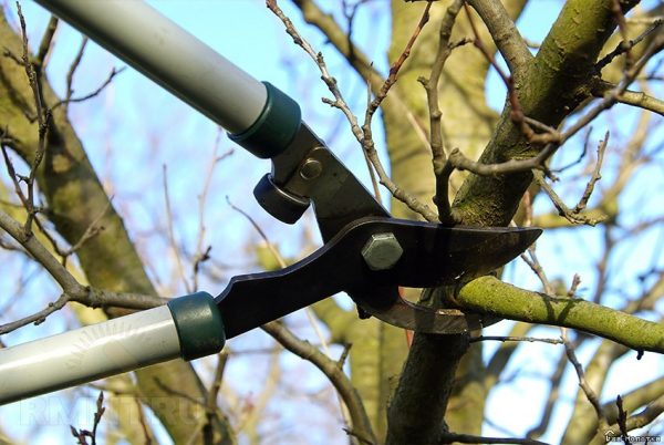  Im Herbst sorgt der Niederlassungszweig für Wachstum