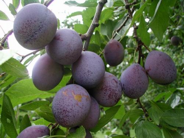  Plum Masha - große Früchte, frostsicher, unprätentiös für die Zusammensetzung des Bodens