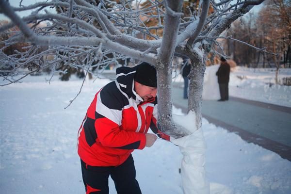  Der Baumstamm für den Winter muss mit Isoliermaterial umwickelt sein