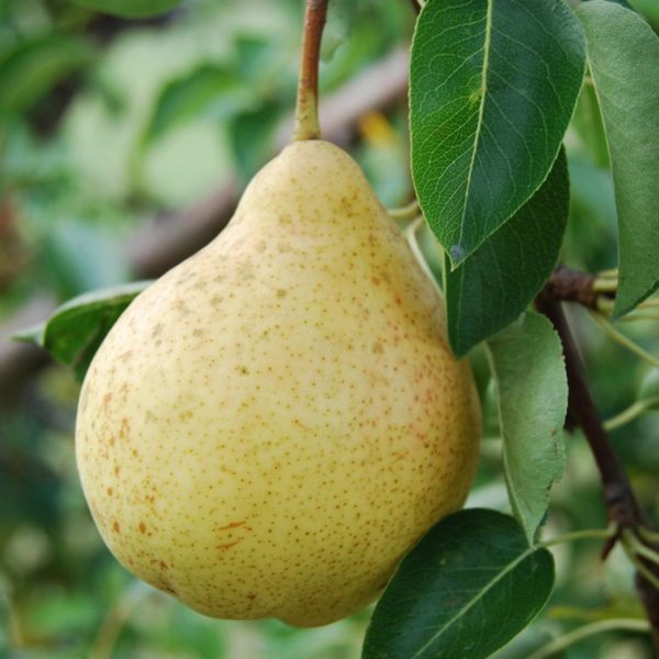  Variété de poire fruit moscovite