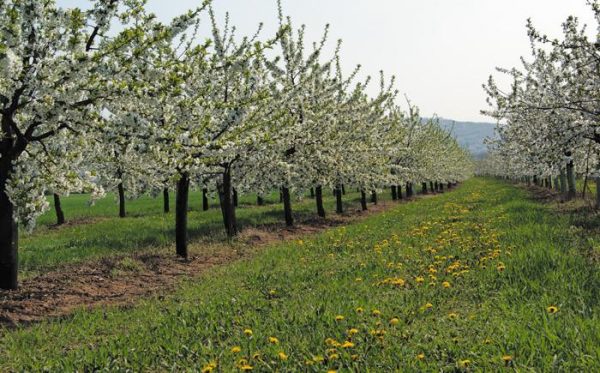  Poires en fleurs dans la pépinière