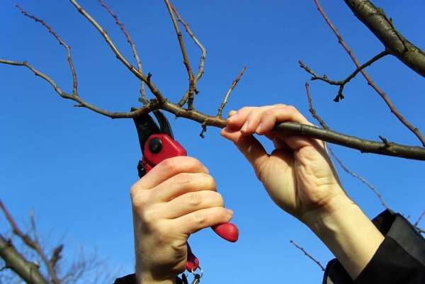  La poire a besoin d'être arrosée, nourrie, élaguée et préparée pour l'hiver