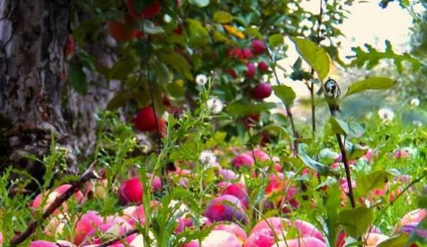  Avec un manque d'humidité, les pommes Borovinka tombent