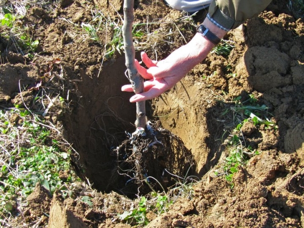  Wenn Sie im Frühjahr einen Apfel pflanzen, muss ein neuer Baum systematisch und reichlich bewässert werden.