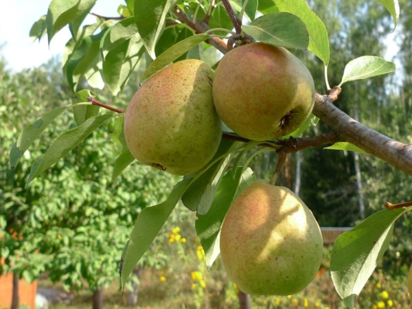  Es wird empfohlen, die Früchte der Birne Nortyanka eine Woche vor der Vollreife zu sammeln.