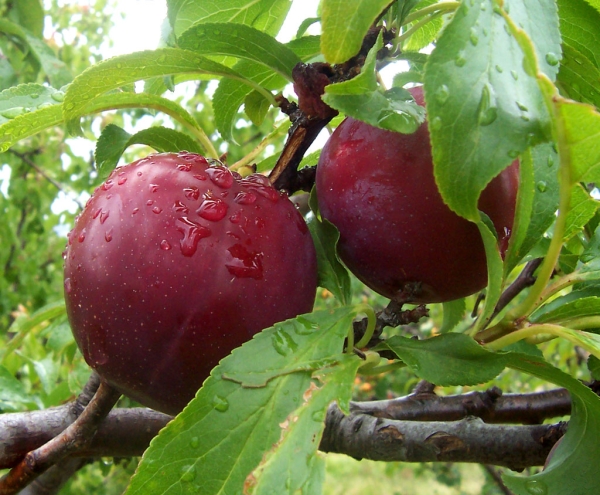  Vielzahl von Plum Candy: Beschreibung und Spezifikationen, Pflanzung und Pflege