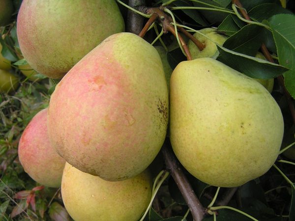  Reife Frucht einer Velesbirne auf einem Baum